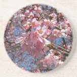Cherry Blossoms and Bee Pink Spring Flowers Sandstone Coaster
