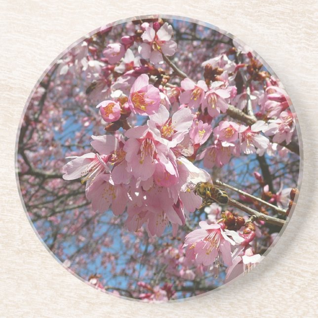 Cherry Blossoms and Bee Pink Spring Flowers Sandstone Coaster (Front)
