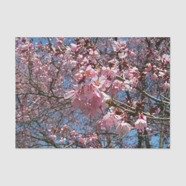 Cherry Blossoms and Bee Pink Spring Flowers Tissue Paper (Front)