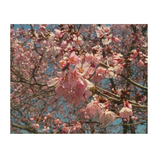 Cherry Blossoms and Bee Pink Spring Flowers Wood Wall Art (Front)