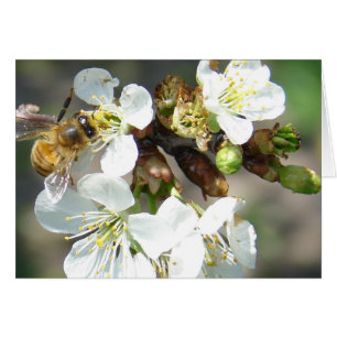 Cherry Blossoms and Bees Cards