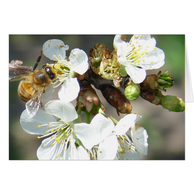 Cherry Blossoms and Bees Cards (Front Horizontal)