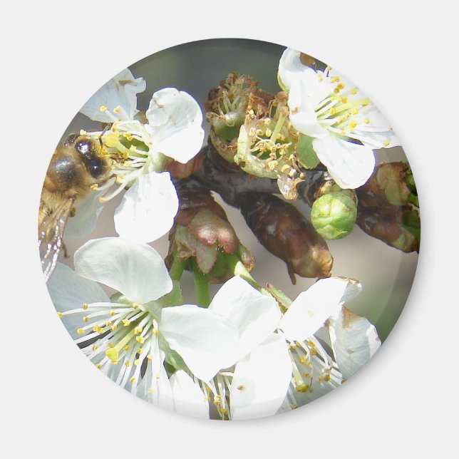 Cherry Blossoms and Bees Magnet (Front)