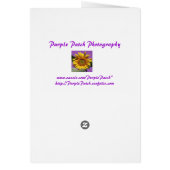 Cherry Blossoms and Bench (Back)