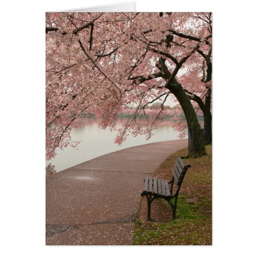 Cherry Blossoms and Bench Cards (Front)