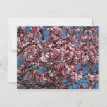 Cherry Blossoms and Blue Sky Spring Floral