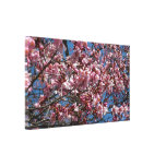 Cherry Blossoms and Blue Sky Spring Floral Canvas Print