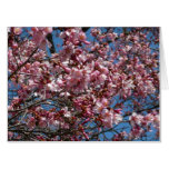Cherry Blossoms and Blue Sky Spring Floral Card