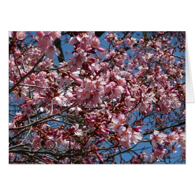 Cherry Blossoms and Blue Sky Spring Floral Card (Front Horizontal)