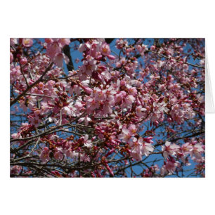 Cherry Blossoms and Blue Sky Spring Floral Cards