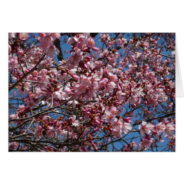 Cherry Blossoms and Blue Sky Spring Floral Cards (Front Horizontal)