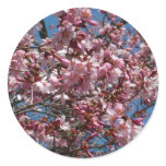 Cherry Blossoms and Blue Sky Spring Floral Classic Round Sticker