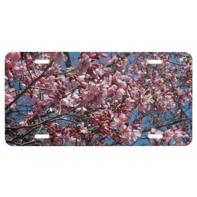 Cherry Blossoms and Blue Sky Spring Floral License Plate (Front)