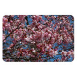 Cherry Blossoms and Blue Sky Spring Floral Magnet