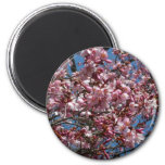 Cherry Blossoms and Blue Sky Spring Floral Magnet