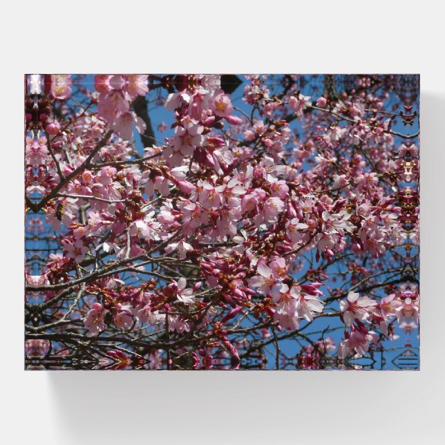 Cherry Blossoms and Blue Sky Spring Floral Paperweight (Front)