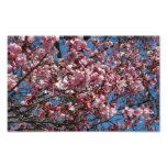 Cherry Blossoms and Blue Sky Spring Floral Photo Print