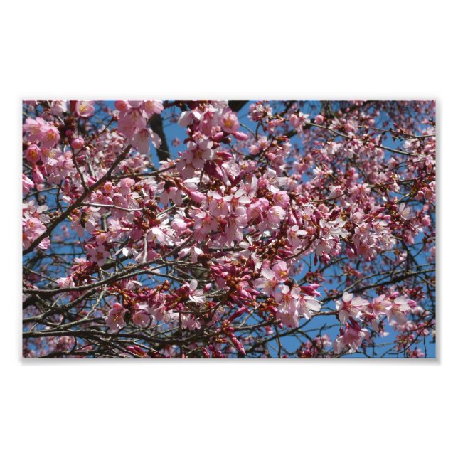 Cherry Blossoms and Blue Sky Spring Floral Photo Print (Front)