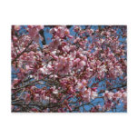 Cherry Blossoms and Blue Sky Spring Floral Postcard
