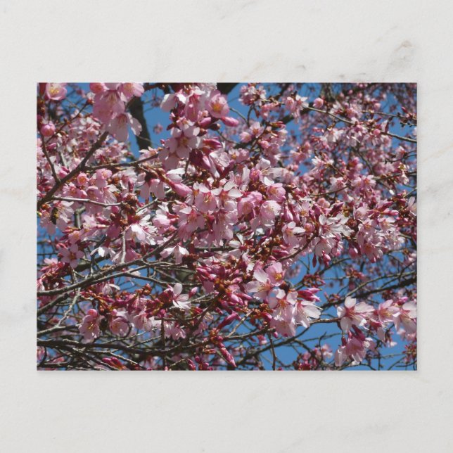 Cherry Blossoms and Blue Sky Spring Floral Postcard (Front)