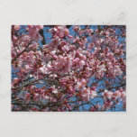 Cherry Blossoms and Blue Sky Spring Floral Postcard