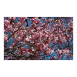 Cherry Blossoms and Blue Sky Spring Floral Poster