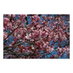 Cherry Blossoms and Blue Sky Spring Floral Poster