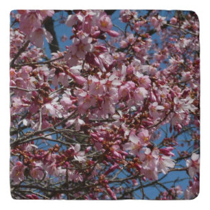 Cherry Blossoms and Blue Sky Spring Floral Trivet