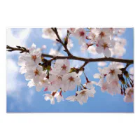 Blush pink Sakura CHerry Blossom Japanese Wrapping Paper, Zazzle