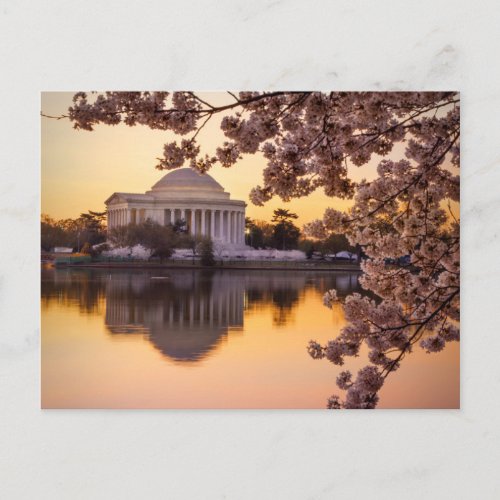Cherry Blossoms And The Jefferson Memorial Postcard