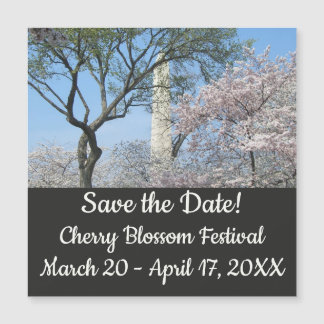 Cherry Blossoms and the Washington Monument in DC