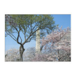 Cherry Blossoms and the Washington Monument in DC Acrylic Print