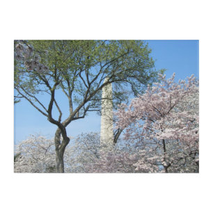 Cherry Blossoms and the Washington Monument in DC Acrylic Print