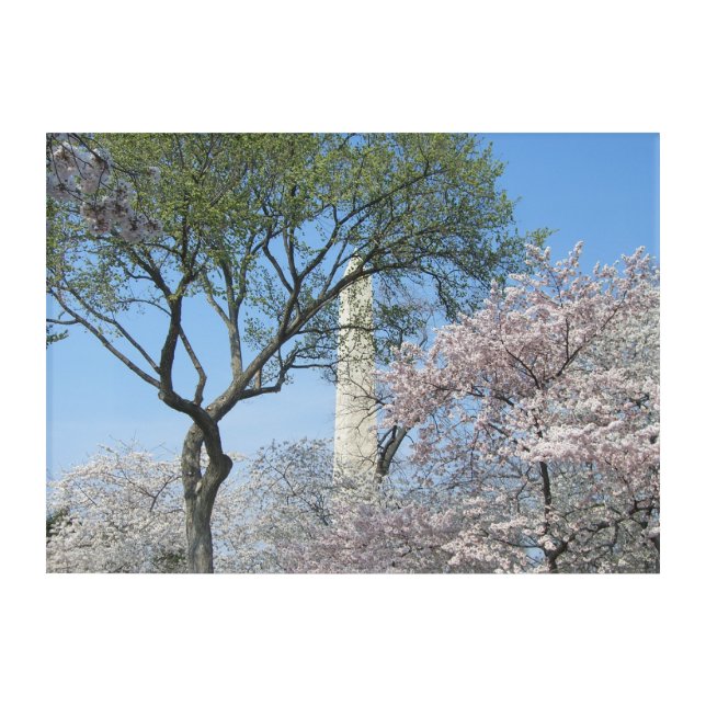 Cherry Blossoms and the Washington Monument in DC Acrylic Print (Front)