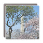 Cherry Blossoms and the Washington Monument in DC Car Magnet