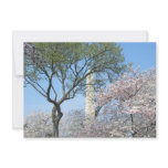 Cherry Blossoms and the Washington Monument in DC Card