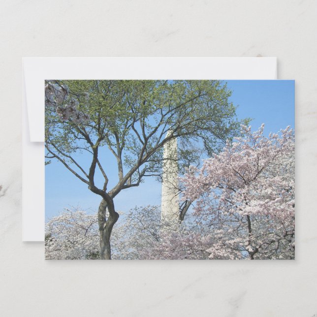 Cherry Blossoms and the Washington Monument in DC Card (Front)