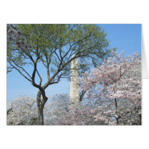Cherry Blossoms and the Washington Monument in DC Card