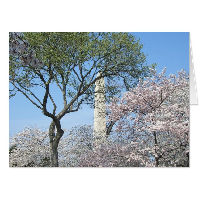 Cherry Blossoms and the Washington Monument in DC Card (Front Horizontal)