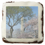 Cherry Blossoms and the Washington Monument in DC Chocolate Brownie