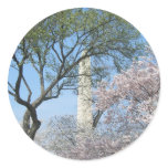 Cherry Blossoms and the Washington Monument in DC Classic Round Sticker
