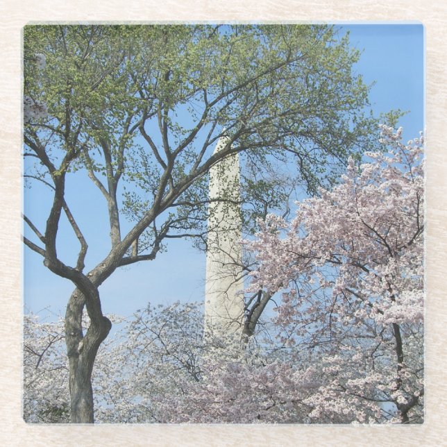 Cherry Blossoms and the Washington Monument in DC Glass Coaster (Front)