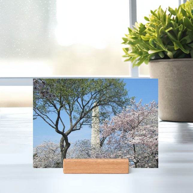 Cherry Blossoms and the Washington Monument in DC Holder (Insitu 1)