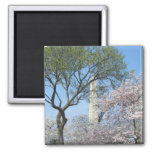 Cherry Blossoms and the Washington Monument in DC Magnet