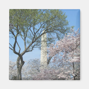 Cherry Blossoms and the Washington Monument in DC Magnet