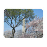 Cherry Blossoms and the Washington Monument in DC Magnet