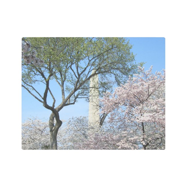 Cherry Blossoms and the Washington Monument in DC Metal Print (Front)