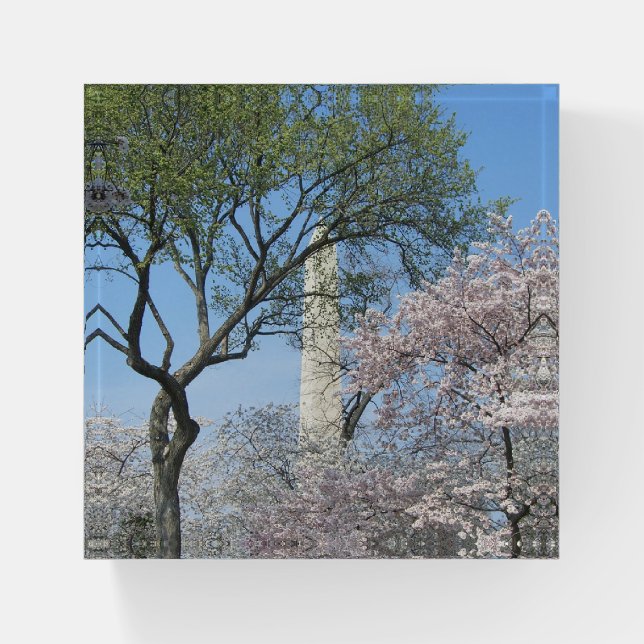 Cherry Blossoms and the Washington Monument in DC Paperweight (Front)
