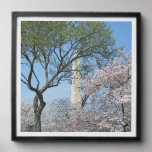 Cherry Blossoms and the Washington Monument in DC Peel And Stick Photo Tile