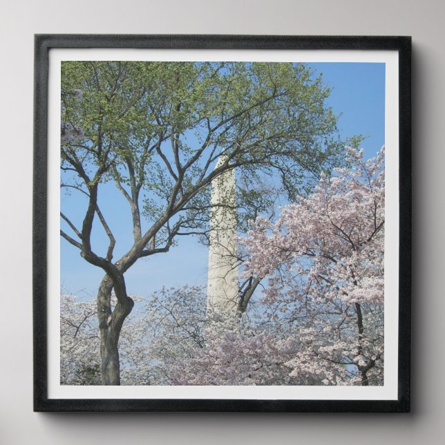 Cherry Blossoms and the Washington Monument in DC Peel And Stick Photo Tile (Front Set)